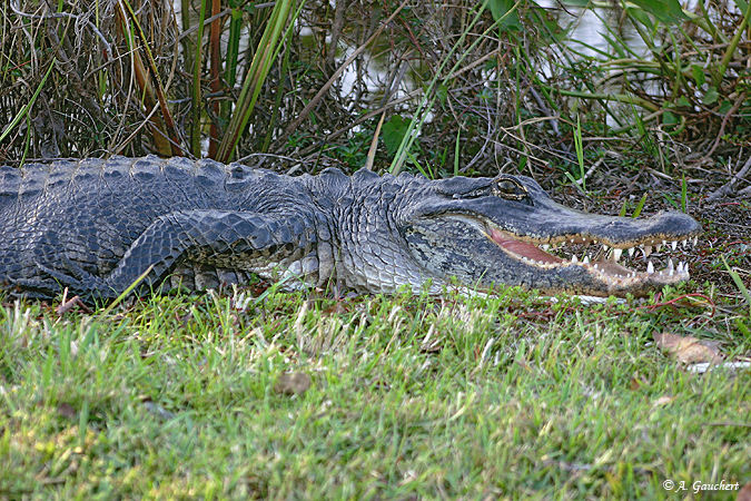 American Alligator